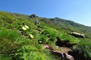 15 Estese gialle fioriture di pulsatilla alpina sulfurea lungo il sentiero